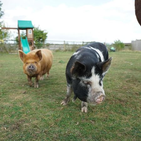 Отель The Piggery Pod Ситтингбурн Экстерьер фото